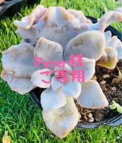 Peter様 ご専用　リクエスト 3点 まとめ商品