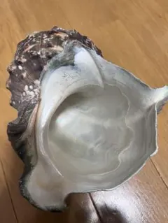 2025年最新】夜光貝の人気アイテム - メルカリ