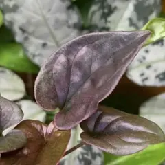 紫ラメ　Syngonium sp. Choco Colombia シンゴニウムのサムネイル