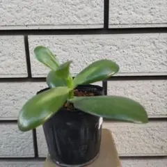 2025年最新】金のなる木の人気アイテム - メルカリ