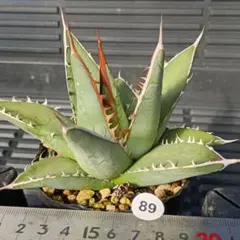 2025年最新】パープソラムの人気アイテム - メルカリ