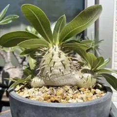 パキポディウム 恵比寿大黒 3Dプリンタ鉢植え - メルカリ
