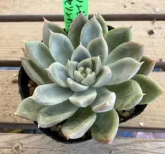 2025年最新】リンゼアナ 中里の人気アイテム - メルカリ