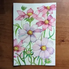 コスモス2025（水彩画）（原画）
