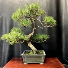 黒松(プロフィール長文必読‼️)様 リクエスト 2点 まとめ商品