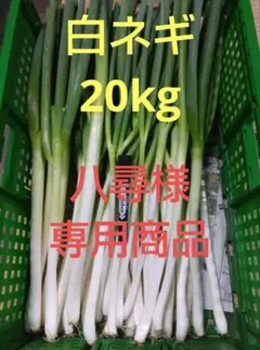 専用商品　鳥取県産　白ネギ　20kg　長ネギのサムネイル