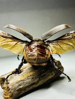 昆虫標本 エラフスホソアカクワガタ 85㎜ 1頭 期間限定 - メルカリ