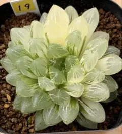 80g 多肉植物 ハオルチア 花水晶錦 自家繁殖 鉢植え発送 - メルカリ