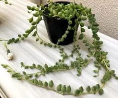 多肉植物抜き苗♡グリーンネックレス♡9cmポット