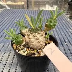 2026年最新】コーデックス フィギュアの人気アイテム - メルカリ