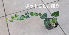 アイビー　ハート型アイビー　観葉植物　ポットごと発送