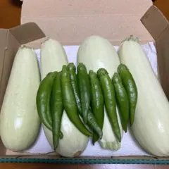 エメラルドズッキーニ ➕おまけ甘長ししとう⭐︎（農薬不使用）写真そのまま！明日発送のサムネイル