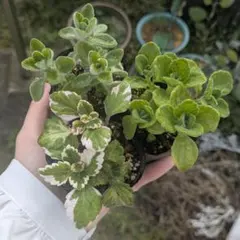 アロマティカス 3種セット 抜き苗 ネコポス発送