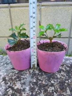 無農薬 大和当帰の苗(5本) 抜き苗 - メルカリ
