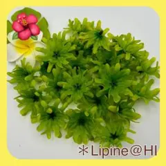 Item thumbnail for item 3b9961d0-5b47-4e6a-a704-75df415815d3