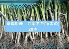 北海道産 玉ねぎ 苗 北もみじ2000 - メルカリ