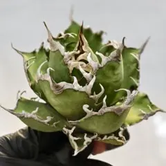 2025年最新】アガベ高級株の人気アイテム - メルカリ