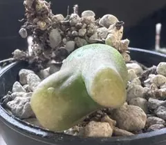 2025年最新】コノフィツム マウガニーの人気アイテム - メルカリ