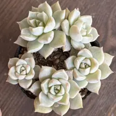 チャイくん様 リクエスト 2点 まとめ商品