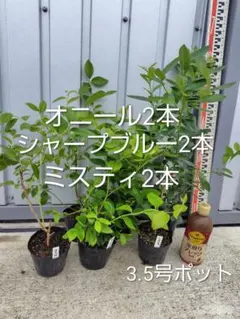 ブルーベリー苗 サザンハイブッシュ系6本セット - メルカリ