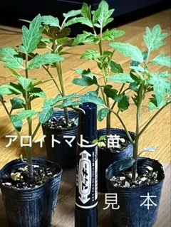 めぐ様 リクエスト 2点 まとめ商品