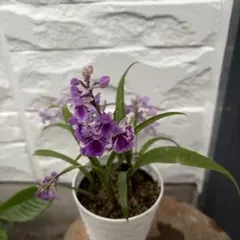 ウチョウラン　開花中のサムネイル