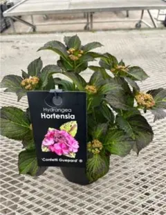 81.紫陽花 コンフェッティ ギュパール 7号鉢 現物 送料込み - メルカリ