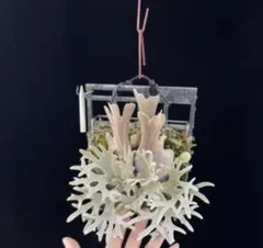 P. willinckii Aysun'月神' sporeling 02 - メルカリ