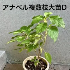 アナベルの抜き苗(複数枝大苗)D