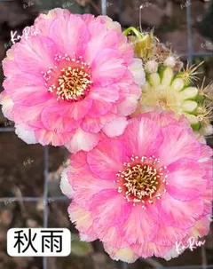 m*9様 24-瑠璃　新品種　花サボテン　ロビビア属 　複色咲き　カキコ 49-紅菊 新品種花サボテン ロビビア属 複色咲き カキコ - メルカリ
