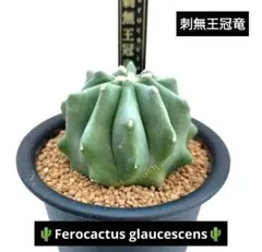 2026年最新】サボテンレアの人気アイテム - メルカリ