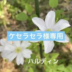 8 ＊ケセラセラ様 リクエスト 2点 まとめ商品