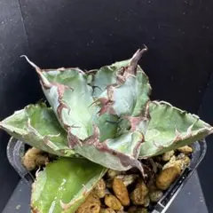 2025年最新】アガベBBの人気アイテム - メルカリ