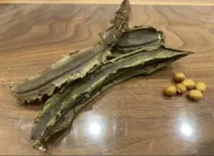 사각 콩 씨앗 30개