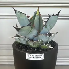 K*P様 Agave titanota 実生株Loop Plants産 子株 7 - メルカリ