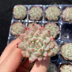アニー D0115×16苗 土付き 多肉植物 エケベリア 韓国苗 - メルカリ