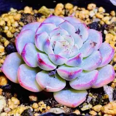 多肉植物❣️ブルーヒメレン❣️韓国苗育成 抜き苗 b89