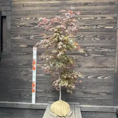 モミジ　山採り風 楽天市場】山採り【モミジ】ノムラモミジ 自然樹形 樹高H≒170 × 枝張W