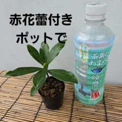 お得❢沈丁花挿し穂（ネコポスにはいるだけ お得❢沈丁花挿し穂（ネコポスにはいるだけ お得❢沈丁花挿し