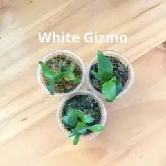 take様 リクエスト 2点 まとめ商品