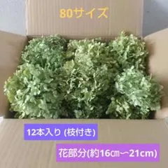 アナベル 紫陽花 アジサイ ドライフラワー 12本入り 枝付き No10のサムネイル