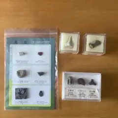 最終価格　GEOLINEA本物の化石コレクション　サメの歯　サンゴ　三葉虫　ほか