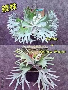 2025年最新】イエロームーン ビカクシダの人気アイテム - メルカリ