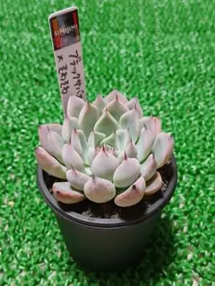 2026年最新】ブラックサバス 多肉の人気アイテム - メルカリ