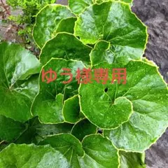1ゆう様専用　 金環ツワブキ　石蕗