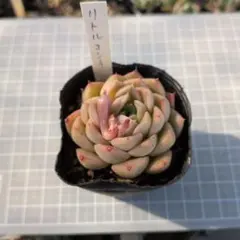 チェリーボンボン ぼのぼのさん - メルカリ