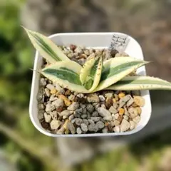 ルイージ祐様 リクエスト 2点 まとめ商品