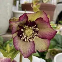 2025年最新】クリスマスローズ の苗の人気アイテム - メルカリ