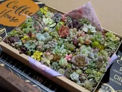 多肉植物 寄せ植え セダム・普及種・韓国苗 小さめ詰め合わせセット❁⃘*.゜