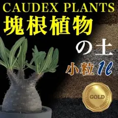 2026年最新】パキポディウム・グラキリスの人気アイテム - メルカリ